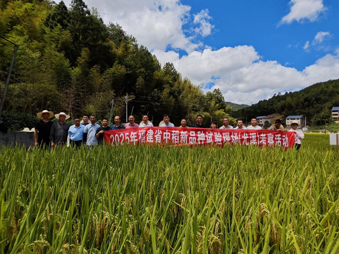 省专家组到尤溪县考察中稻新品种