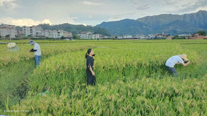 尤溪：加强制种基地巡查，确保种子丰产丰收