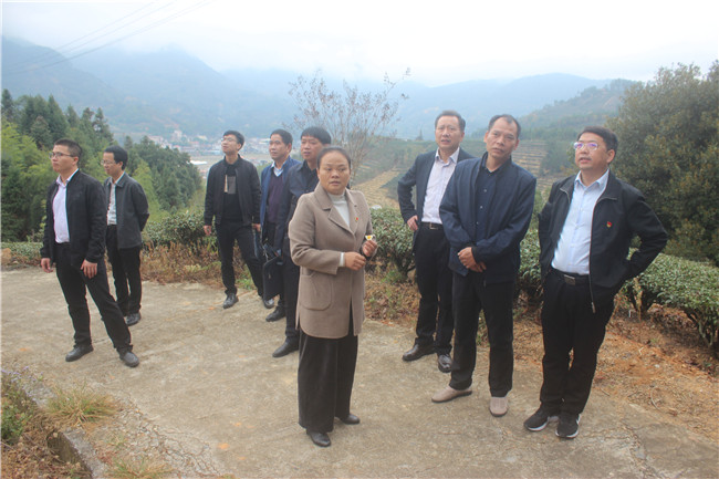 县长周庆裕专题调研茶产业发展_ 农业要闻_ 尤溪县人民政府
