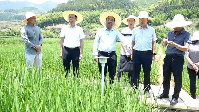谢华安院士到尤溪县指导再生稻生产