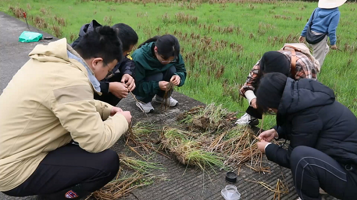 为春耕“把脉问诊”——尤溪县开展冬后螟虫剥查 护航粮食生产