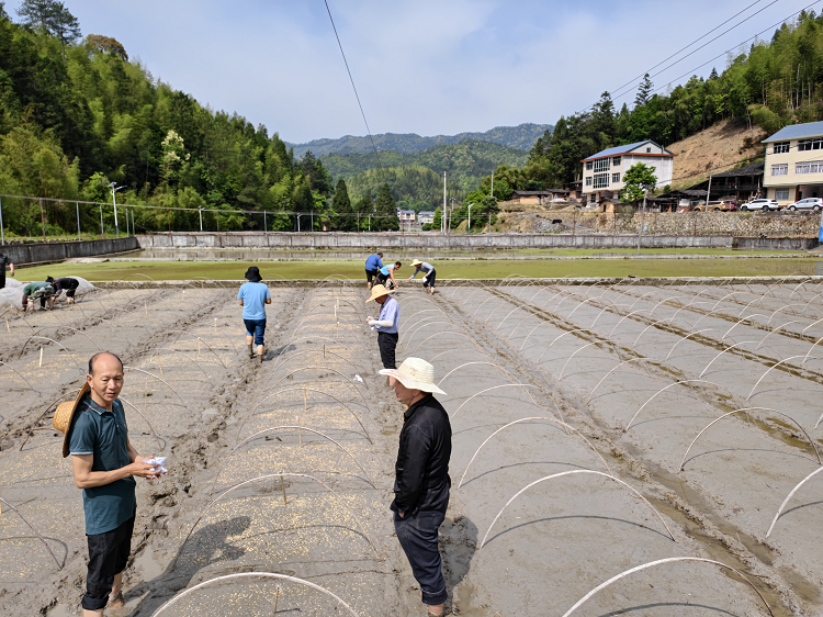 省级中稻新品种区域试验田今日播种